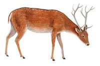 Image of: Rucervus duvaucelii (barasingha)