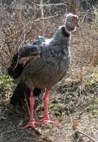 Chauna torquata - Southern Screamer