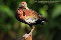 Dendrocygna autumnalis - Black-bellied Whistling-Duck