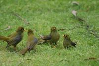 Manorina melanophrys - Bell Miner