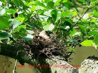 Coccothraustes coccothraustes - Hawfinch