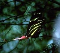 Image of: Heliconius charitonius (zebra butterfly)