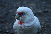 Cacatua tenuirostris - Long-billed Corella