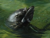 Arctocephalus pusillus - South African Fur Seal