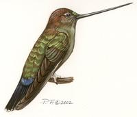 Image of: doryfera ludovicae (green-fronted lancebill)