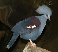Image of: Goura cristata (western crowned-pigeon)