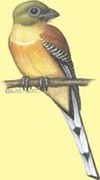 Image of: Harpactes oreskios (orange-breasted trogon)