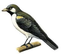 Image of: Indicator indicator (greater honeyguide)