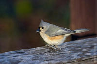 Image of: Parus bicolor (tufted titmouse)