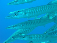 Sphyraena barracuda - Great barracuda