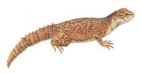 Image of: Uromastyx acanthinura