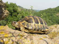 Testudo hermanni - Hermann's Tortoise