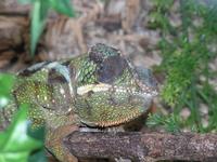 Furcifer pardalis