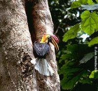 Knobbed Hornbill - Aceros cassidix