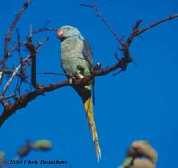 Malabar Parakeet - Psittacula columboides