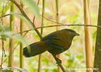 Blue-winged Laughingthrush - Garrulax squamatus