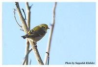 Fire-capped Tit - Cephalopyrus flammiceps