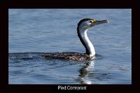 Pied Cormorant