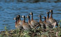 White-faced Whistling-Duck (Dendrocygna viduata) photo