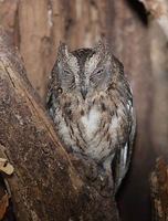 Torotoroka Scops-Owl (Otus torotoroka) photo