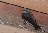 Mascarene Martin (Phedina borbonica) photo