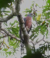 Long-tailed Hawk - Urotriorchis macrourus