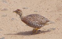 Coqui Francolin - Francolinus coqui