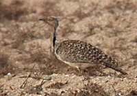 Houbara Bustard - Chlamydotis undulata