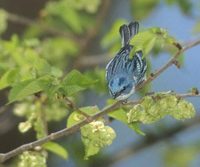 Cerulean Warbler (Dendroica cerulea) photo