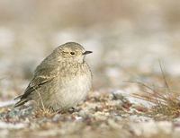 Short-billed Miner (Geositta antarctica) photo