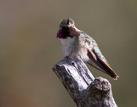 Broad-tailed Hummingbird - Selasphorus platycercus