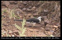 Von der Decken's Hornbill - Tockus deckeni