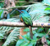 Coppery-chested Jacamar - Galbula pastazae