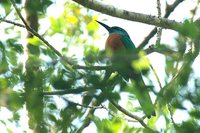 Great Jacamar - Jacamerops aureus