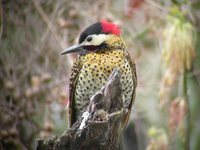 Green-barred Woodpecker - Colaptes melanochloros