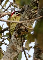 Spot-breasted Woodpecker - Colaptes punctigula