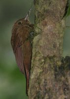 Tyrannine Woodcreeper - Dendrocincla tyrannina