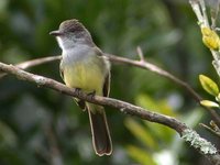 Short-crested Flycatcher - Myiarchus ferox