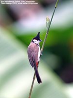 Red-whiskered Bulbul - Pycnonotus jocosus