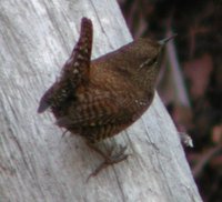 Winter Wren - Troglodytes troglodytes