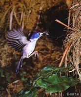 Lovely Fairywren - Malurus amabilis