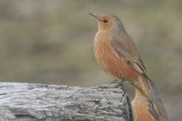 Rufous Treecreeper - Climacteris rufa