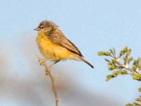 Southern Penduline-Tit - Anthoscopus minutus