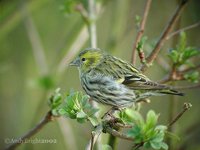 Eurasian Siskin - Carduelis spinus