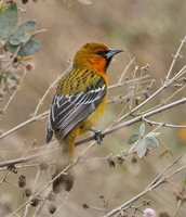 Streak-backed Oriole - Icterus pustulatus