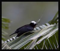 White-capped-Tanager3.jpg