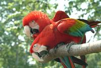 Green Winged Macaws