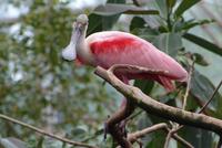 Roseate Spoonbill