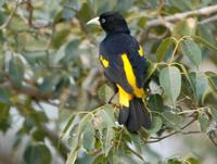 Yellow-rumped cacique