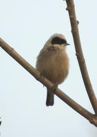 pajaro moscon 06 - teixidor - penduline tit Flickr